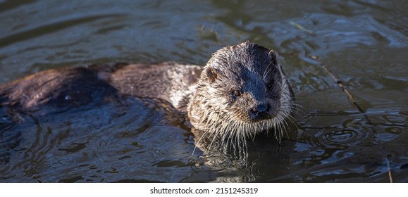 A Closeup Shot Of A Sea Otter Swimming In The Dune Water