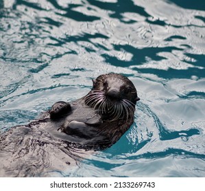 A Closeup Shot Of A Sea Otter In The Water