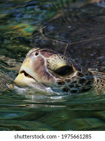 A Closeup Shot Of A Sea Turtle's Head Emerging From The Water