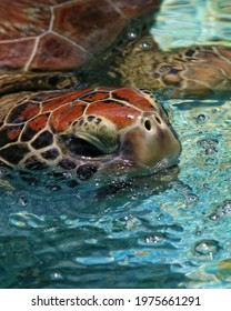 A Closeup Shot Of A Sea Turtle's Head Emerging From The Water