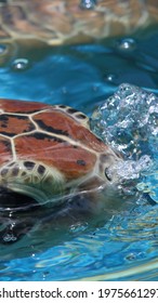 A Closeup Shot Of A Sea Turtle's Head Emerging From The Water