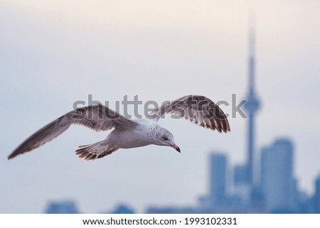 Similar – Image, Stock Photo seagull Nature Water