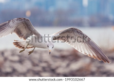 Similar – Image, Stock Photo seagull Nature Water