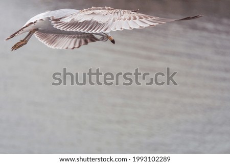 Similar – Gull flies over the sea at dusk