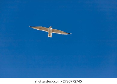 A close-up shot of a seagull gliding gracefully with its wings spread wide against a backdrop of deep, clear blue sky. The bird's white and grey feathers are sharp and detailed, capturing the elegance of its flight. This minimalist wildlife photograph evokes feelings of freedom, peace, and the beauty of the natural world. Perfect for travel advertisements, environmental conservation themes, or as a serene background for inspirational content. The high-contrast visual is clean and professional, making it an excellent choice for website headers, nature documentaries, and modern branding that seeks to connect with the grace of avian life.