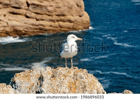 Similar – Image, Stock Photo seagull Nature Water