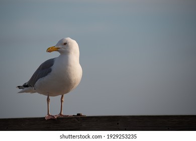 A Closeup Shot Of A Seagull Perched On A Border