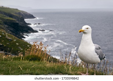 A Closeup Shot Of A Seagull In Slea Head Drive