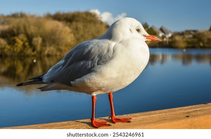 A close-up shot of a seagull standing on a wooden fence - Powered by Shutterstock