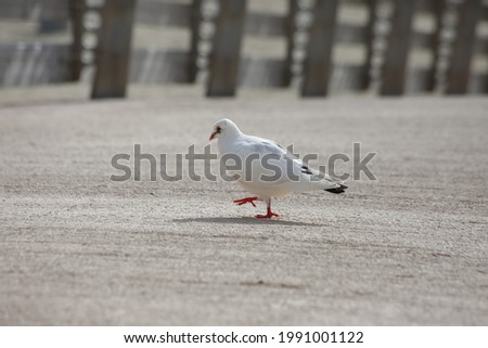 Similar – Foto Bild Möwe geht auf einer Buhne auf Borkum aufs Meer zu