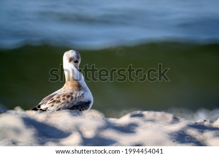 Foto Bild Möwe geht auf einer Buhne auf Borkum aufs Meer zu