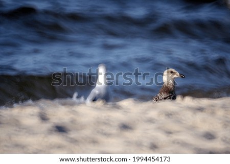 Similar – Foto Bild Möwe geht auf einer Buhne auf Borkum aufs Meer zu