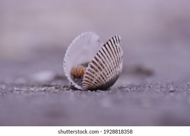 A Closeup Shot Of A Lot Of Seashells On The Beach