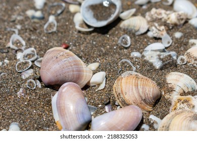 close-up shot of Seashells on the beach - Shutterstock ID 2188325053
