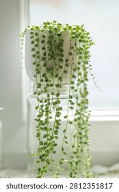 A close-up shot of a Senecio rowleyanus, or String of Pearls succulent, cascading from a white pot placed atop a glass jar in natural window ligh