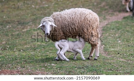 Similar – Image, Stock Photo Beautiful lamb next to its mother