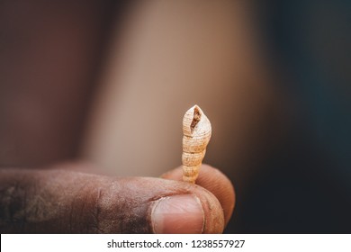 Closeup shot of Shell in hand