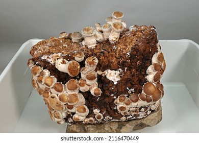 A Closeup Shot Of Shiitake Mushrooms Growing Indoors