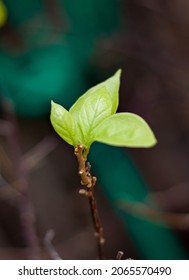 A closeup shot of a shoot with three fresh leaves symbolizing a birth of a new life, rebirth of nature