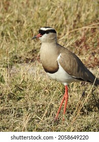 A closeup shot of a shorebird in a field during the day
