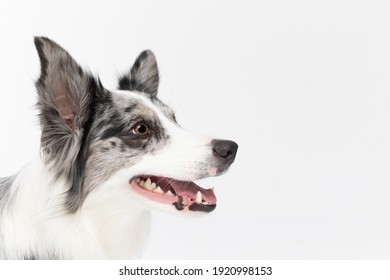 The close-up shot shows the dog's head from the side, staring straight ahead with its mouth open. Border Collie dog in shades of white and black, and long and fine hair. An excellent herding dog.