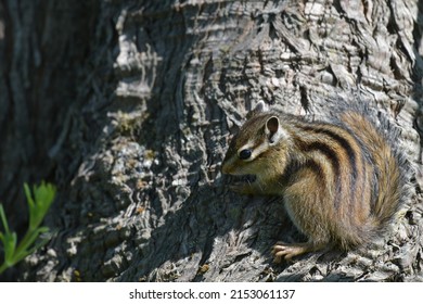 A Closeup Shot Of A Siberian Chipmunk