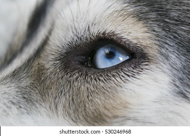 Close-up Shot Of Siberian Husky Dog Blue Eye