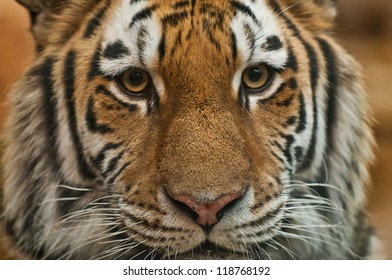 Tiger Face Close Stock Photo 1019701708 | Shutterstock