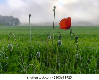 A close-up shot of a single bright red poppy (Papaver rhoeas) flower blooming on a long, slender stem covered in fine dew droplets. Several unblown, fuzzy poppy buds rise alongside it against a vast green cereal field and a misty background with a hazy sun breaking through the dense morning fog.