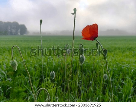 A close-up shot of a single bright red poppy (Papaver rhoeas) flower blooming on a long, slender stem covered in fine dew droplets. Several unblown, fuzzy poppy buds rise alongside it against a vast green cereal field and a misty background with a hazy sun breaking through the dense morning fog.