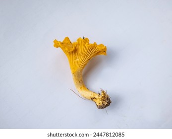 Close-up shot of a single golden Chanterelle mushroom with dirt and moss on roots from forest. Detailed mushroom on white