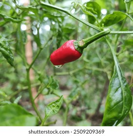 A close-up shot of a single, ripe red chili pepper hanging from a lush green plant. The pepper is glossy and wet, with a single droplet of water clinging to its tip. - Powered by Shutterstock