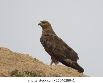 A close-up shot of a single Steppe eagle on a dirty ground