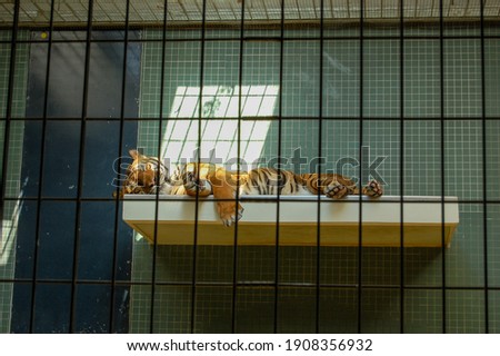 A closeup shot of a sleeping tiger inside in the cage in sunlight