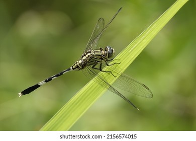 A Closeup Shot Of A Slender Skimmer On A Leaf In A Forest During The Day