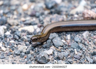 Tongue worm Images, Stock Photos & Vectors | Shutterstock