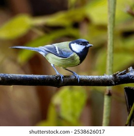 A close-up shot of a small bird perched atop a branch against a clear sky backdrop - Powered by Shutterstock