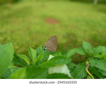 A close-up shot of a small brown butterfly perched on vibrant green leaves, with a blurred natural background. The image captures fine details of the butterfly and its delicate antennae - Powered by Shutterstock