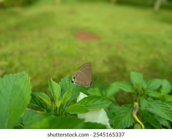 A close-up shot of a small brown butterfly perched on vibrant green leaves, with a blurred natural background. The image captures fine details of the butterfly and its delicate antennae - Powered by Shutterstock