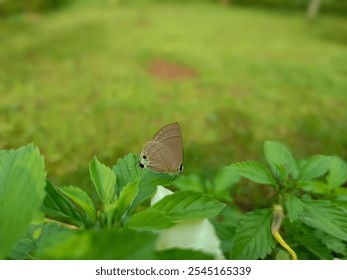 A close-up shot of a small brown butterfly perched on vibrant green leaves, with a blurred natural background. The image captures fine details of the butterfly and its delicate antennae - Powered by Shutterstock