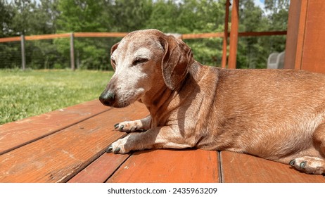 Close-up shot of a small, brown, Miniature Dachshund dog lying on a porch 