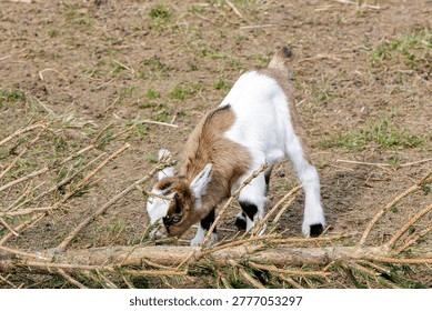 A close-up shot of a small brown and white kid goat curiously tasting needles from a fallen evergreen branch in a field.