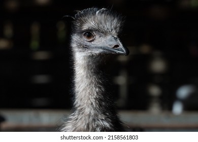 A Closeup Shot Of A Small Emu Face On A Farm In Northumberland, UK