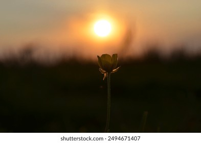 A close-up shot of a small flower bud against the backdrop of a blurred sunset, creating a serene and calming atmosphere. - Powered by Shutterstock