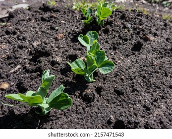 Close-up Shot Of A Small Sweet Green Pea (pisum) Sprout Or Seedling Growing In A Soil In A Vegetable Garden In Bright Sunlight In A Spring