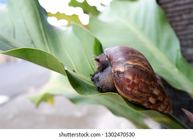 
close-up shot of snail climbing slowly on a plant  - Shutterstock ID 1302470530