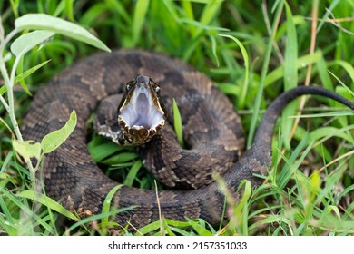 Closeup Shot Snake Open Mouth On Stock Photo 2157351033 | Shutterstock