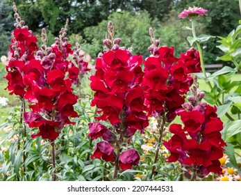 Close-up shot of the snapdragon (Antirrhinum majus) Rocket flame flowering with dark red flowers in the garden in summer