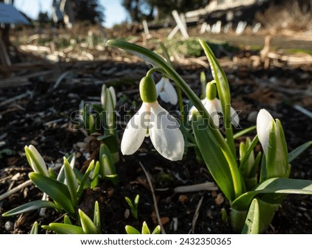 Close-up shot of the snowdrops (Galanthus lagodechianus) with dark green, shiny leaves. blooming with pendent, white flowers in the garden early in the spring