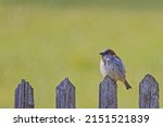 A close-up shot of a sparrow sitting on a fence in the blurry background 